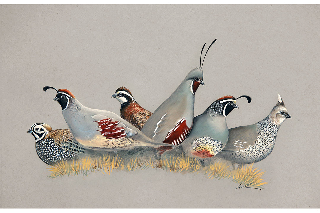 quail feather - Illustratof