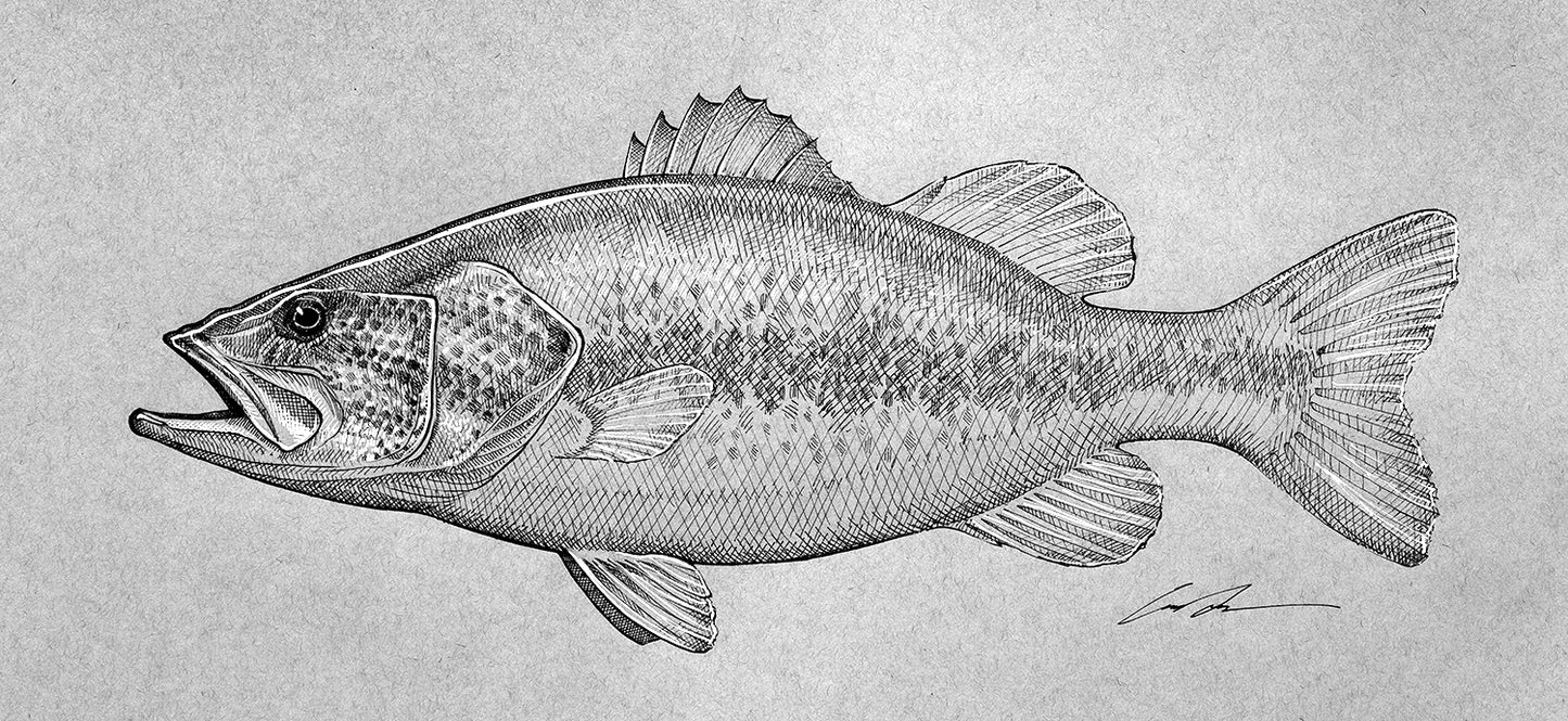 A pen and ink drawing of a largemouth bass