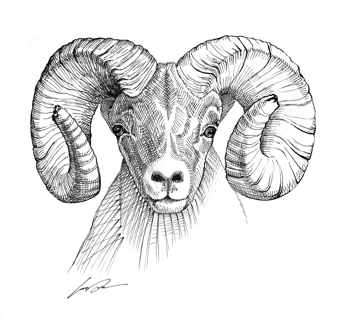 Rocky Mountain Big Horn Pen and Ink Fine Art Original