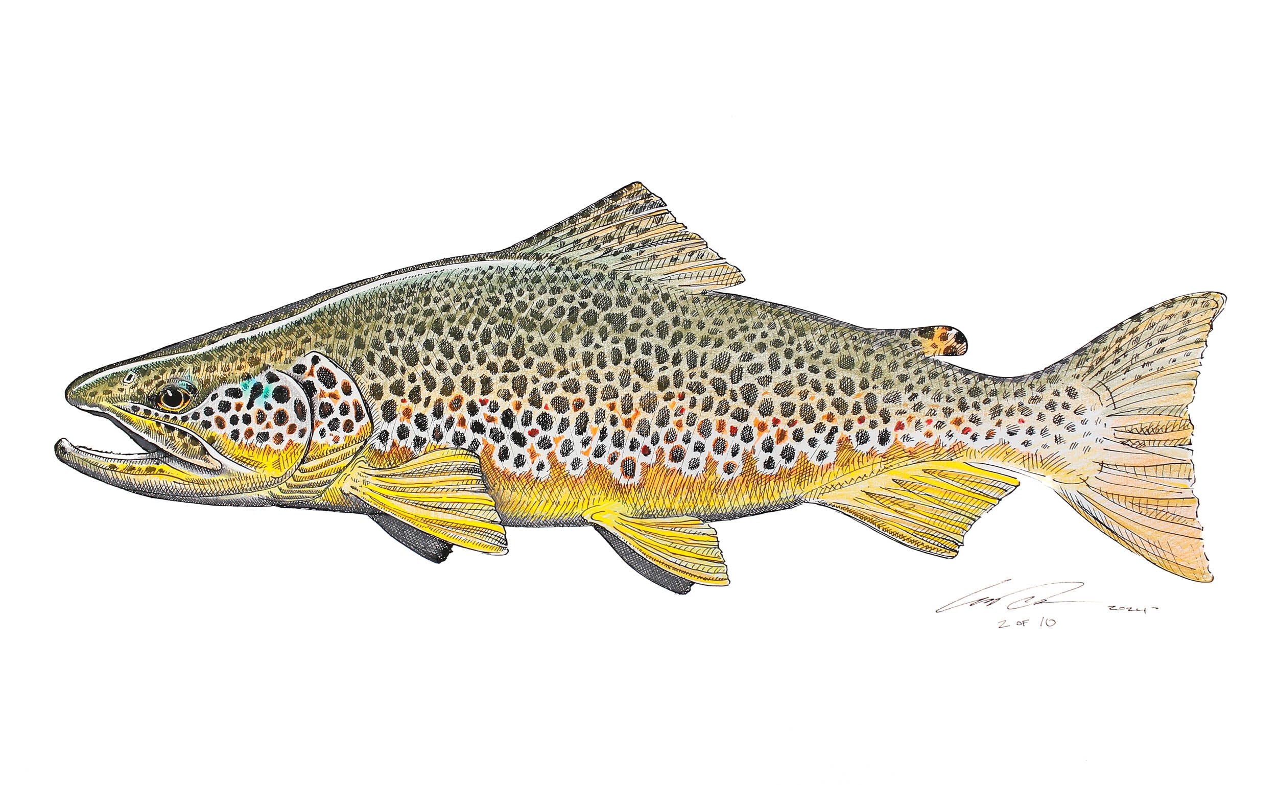 Brown Trout, deals II limited edition paper print