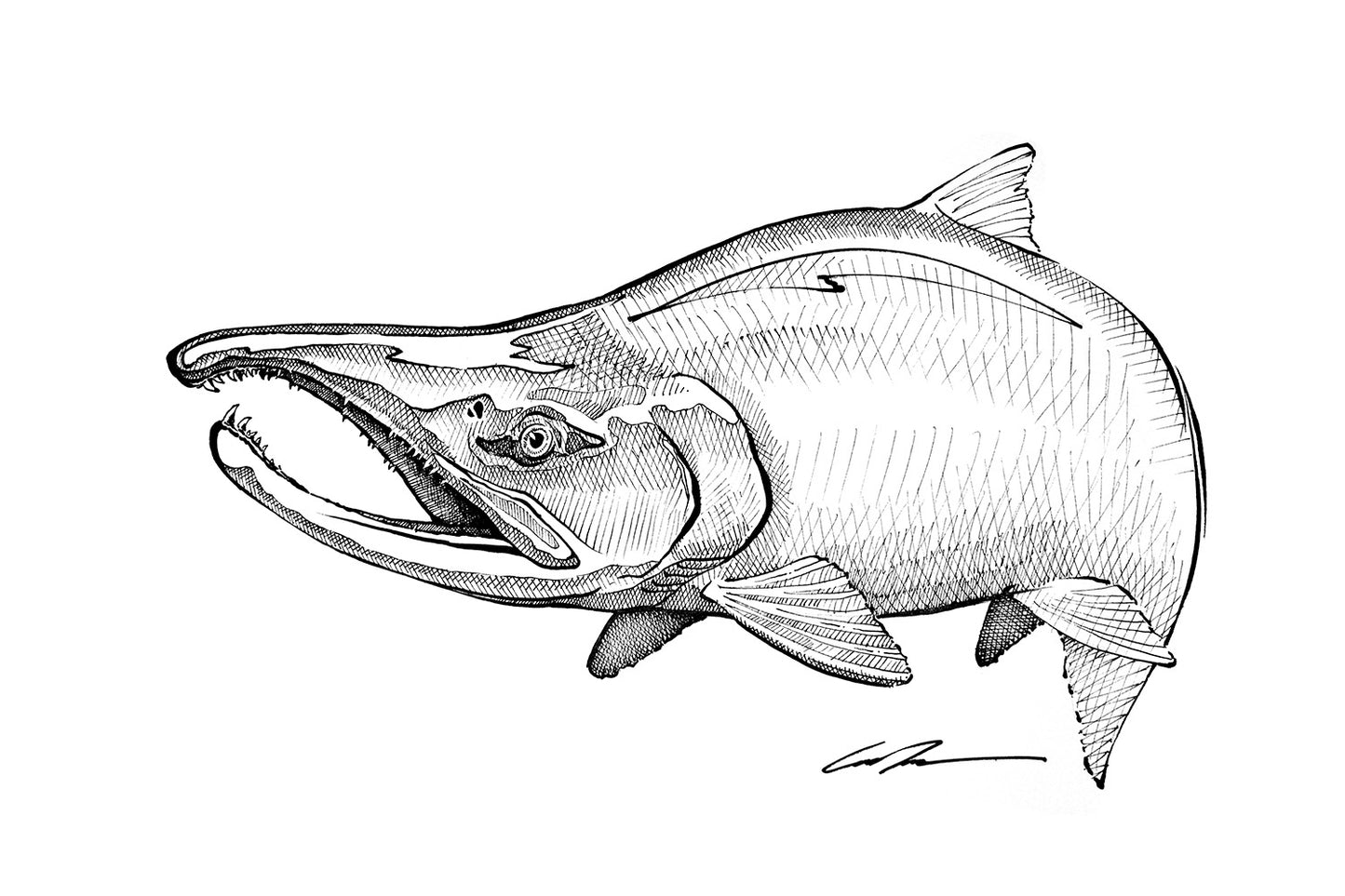 Sockeye Pen and Ink Fine Art Original