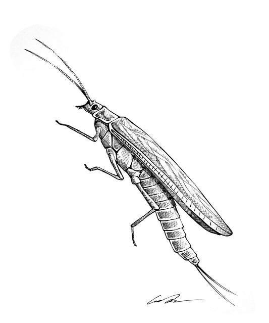 Stonefly Pen and Ink Fine Art Original