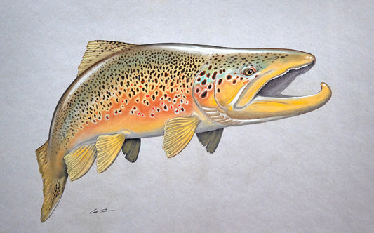 A pastel drawing of a large brown trout