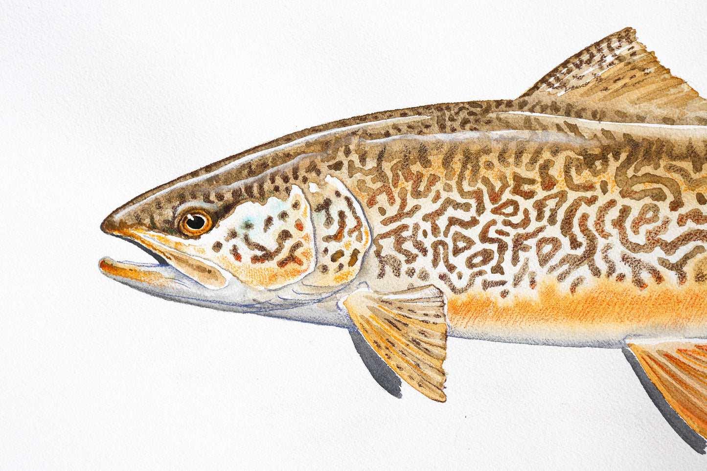 Tiger Trout Fine Art Original