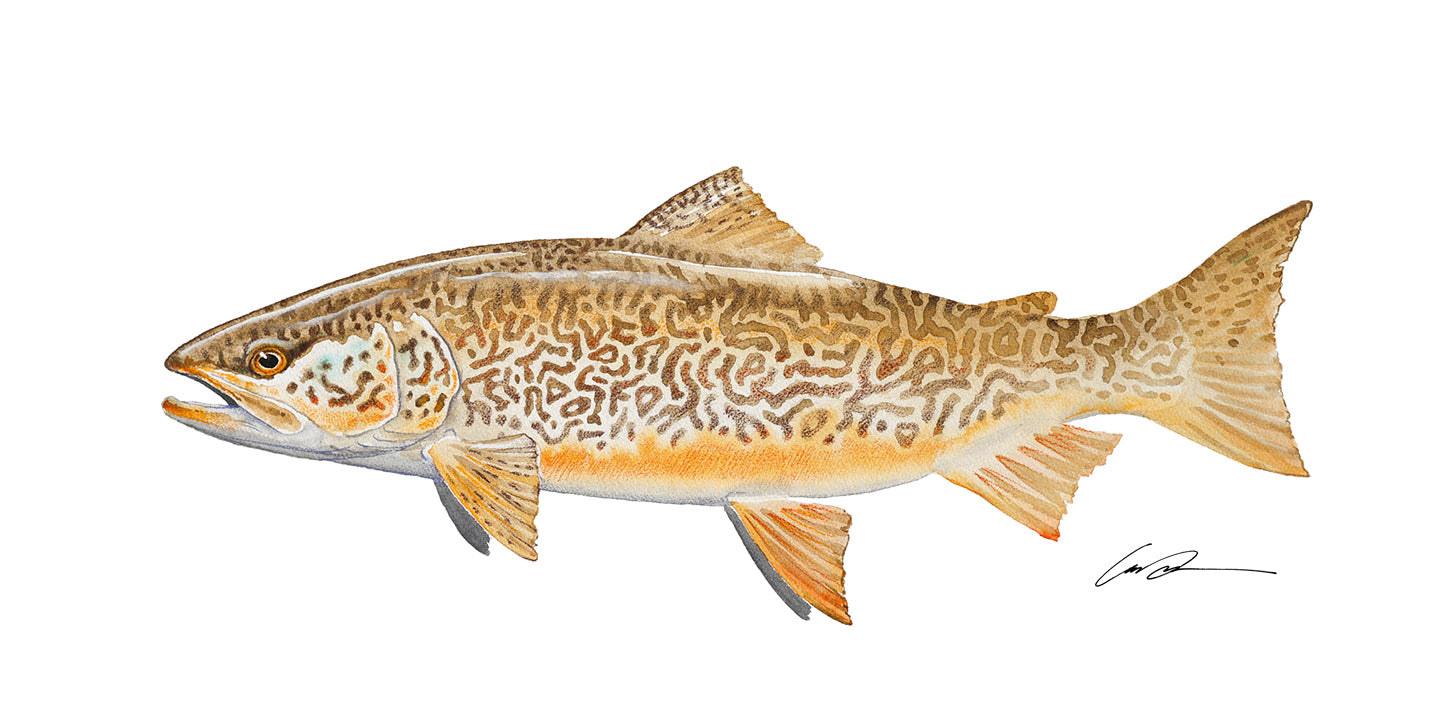 Tiger Trout Fine Art Print