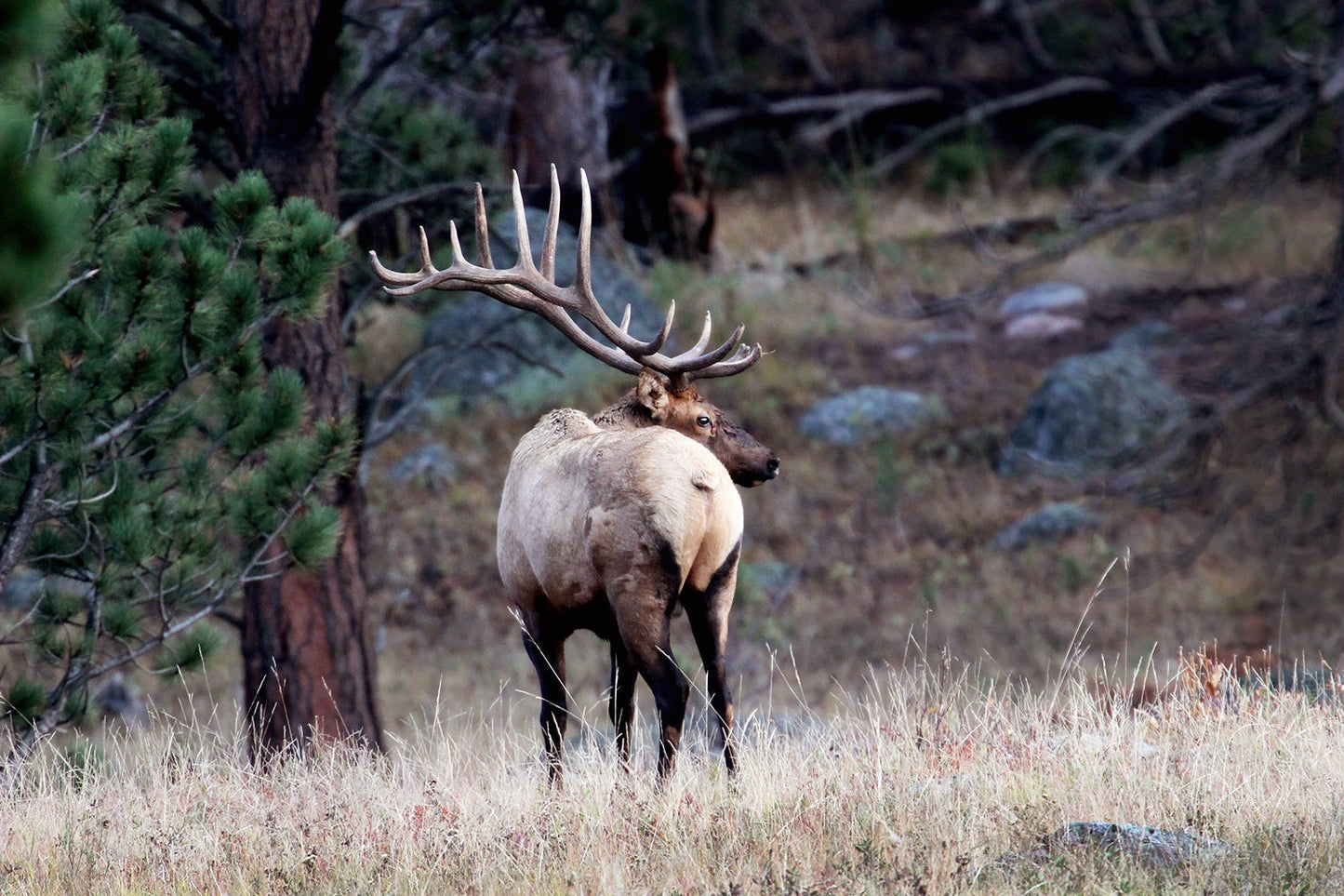 An elk among pine trees is centered in the photograph and it is facing away from the camera with its head facing to the right