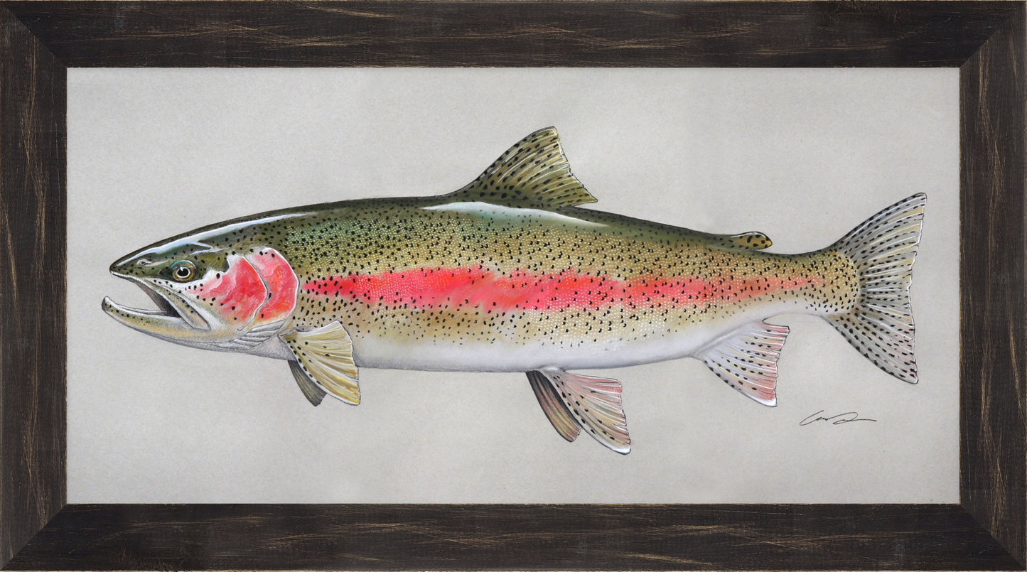 A full color pastel drawing of a rainbow trout on gray paper, framed in black rustic frame