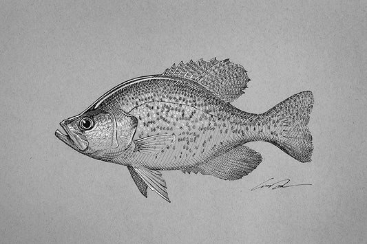 A black and white, pen and ink drawing of a crappie fish.