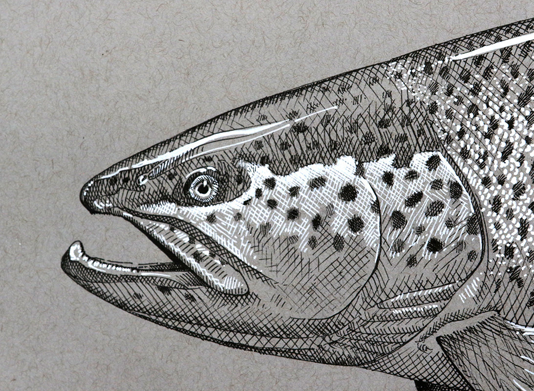 a close up of the head of a black and white drawing of a brown trout