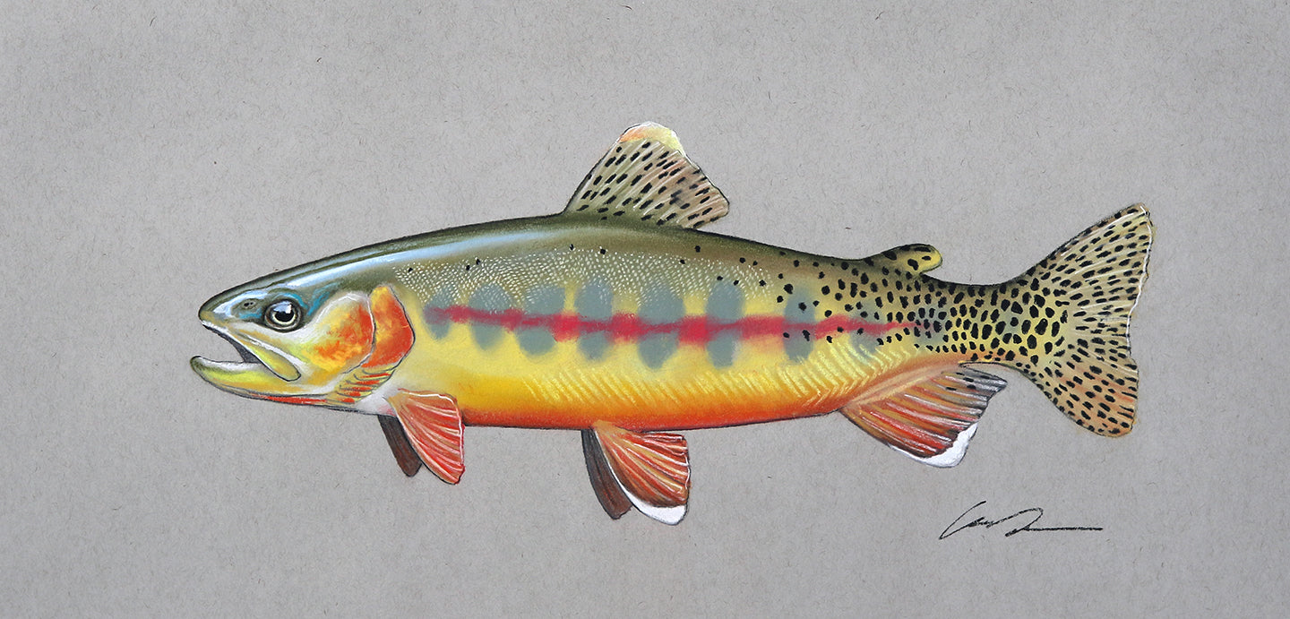 Golden Trout Fine Art Original – Garrison Doctor Design