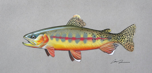 A pastel drawing of a Golden Trout on toned gray paper.