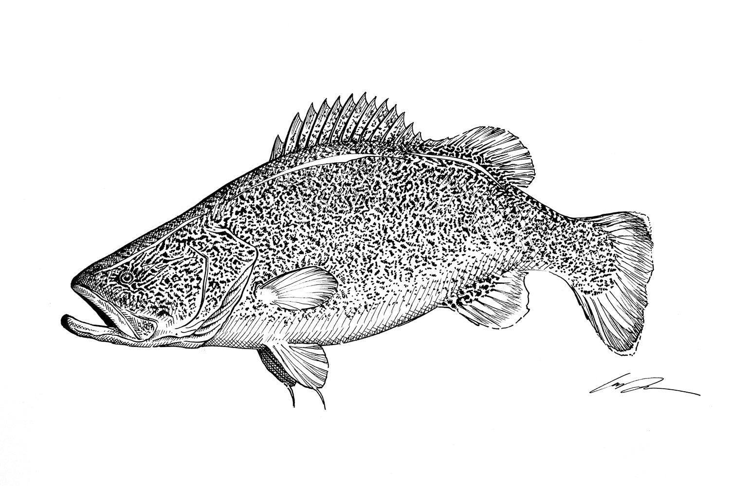 Murray Cod Fine Art Original – Garrison Doctor Design