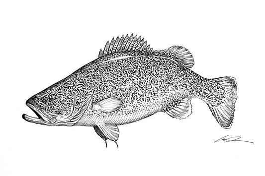 A pen and ink drawing of a Murray Cod fish on white paper.