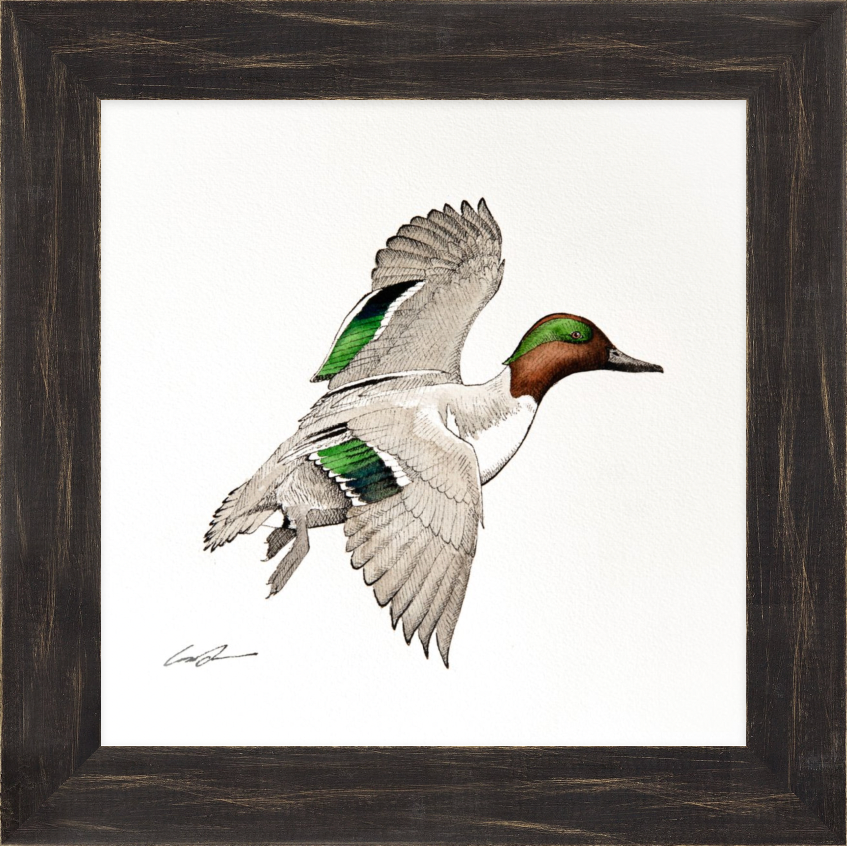 Water color over pen and ink of green-winged teal flying, framed in black rustic frame