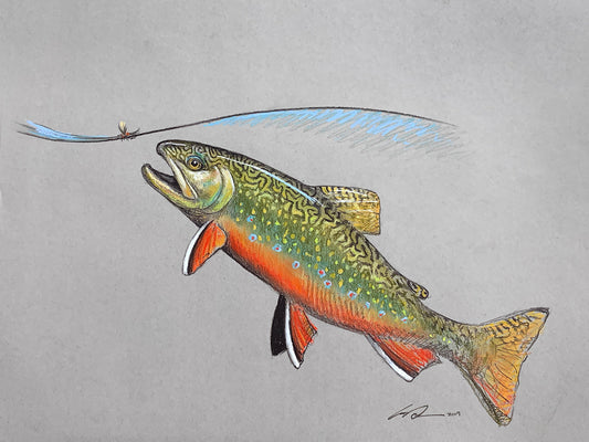 A full color drawing of a brook trout rising to a fly