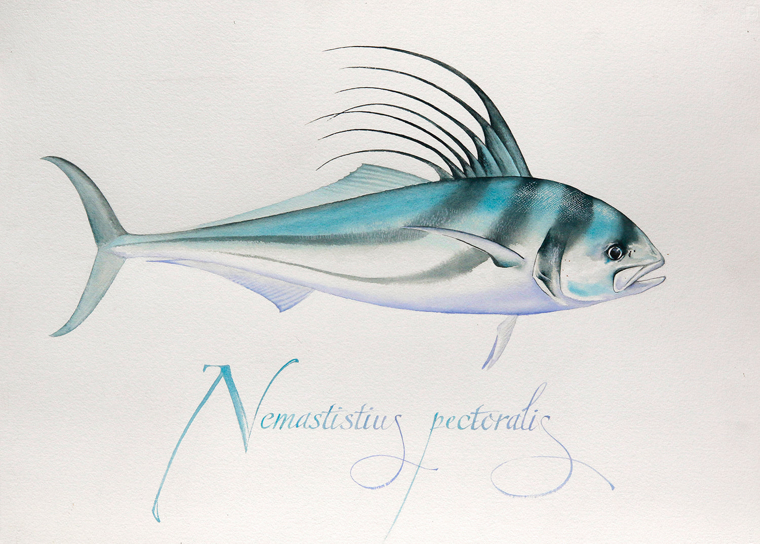 A watercolor painting of a rooster fish above the words nemastistius pectoralis