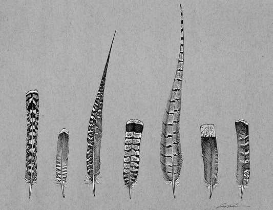 A black and white drawing of 7 upland bird feathers on gray paper