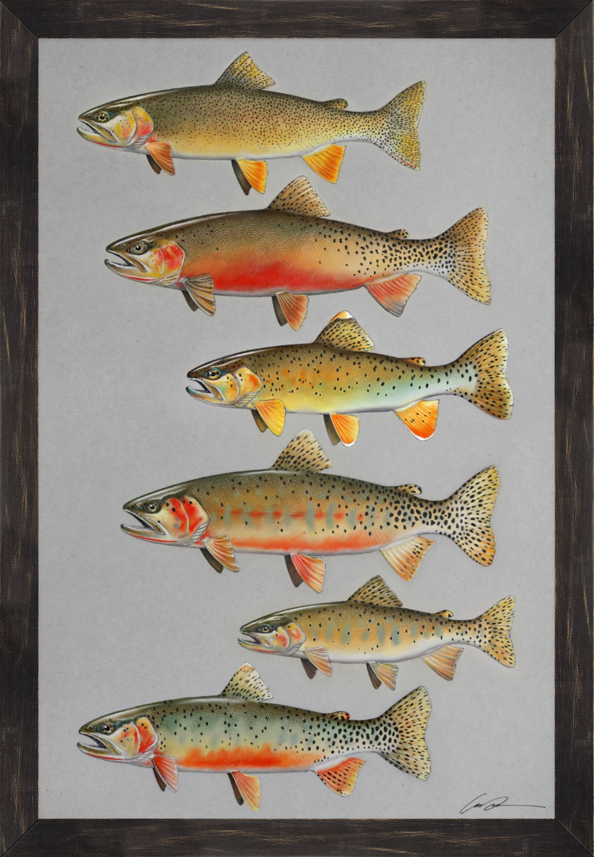 A full color drawing of six cutthroat trout, framed in a black rustic frame