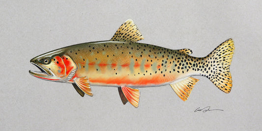 Greenback Cutthroat Trout Fine Art Original