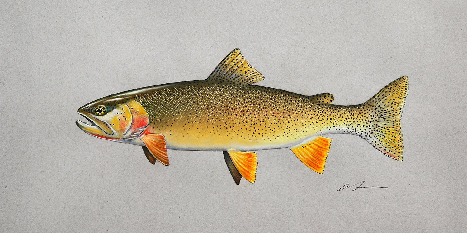 A pastel drawing of a fine spotted snake river cutthroat trout