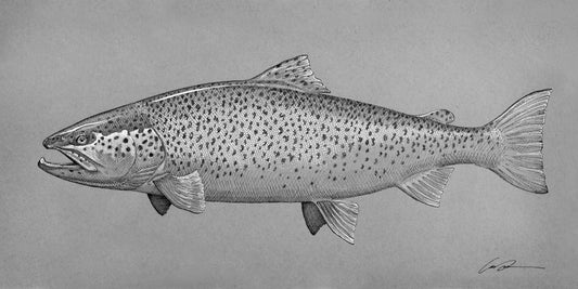 a black and white drawing of a brown trout